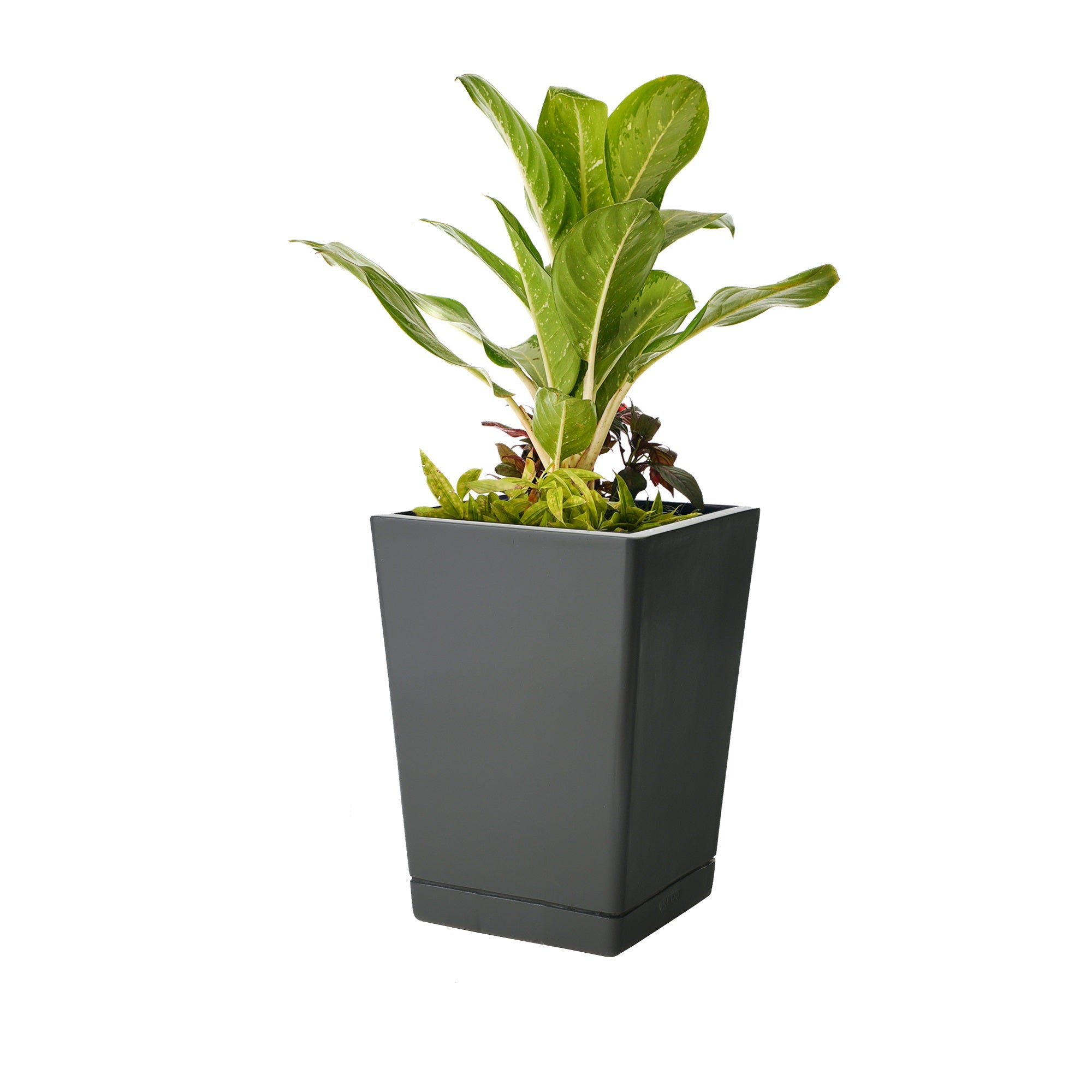Ter Dex - Self Watering Planter
