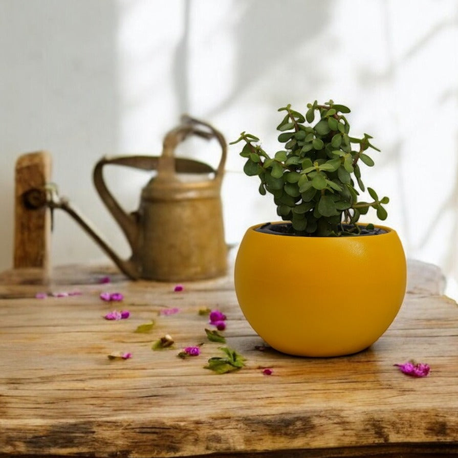 Rou Compe Table Top