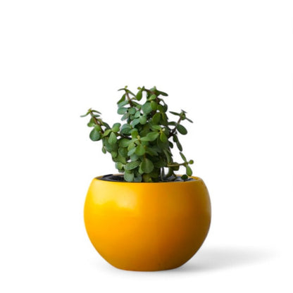 Rou Compe Table Top