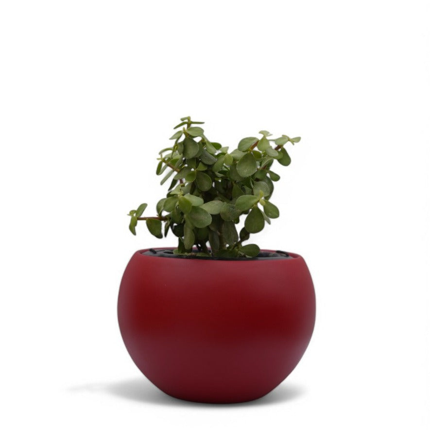 Rou Compe Table Top