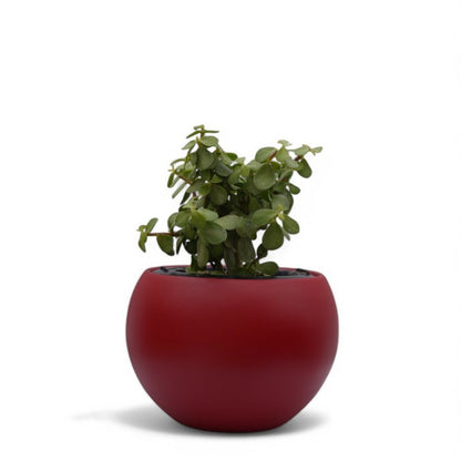 Rou Compe Table Top